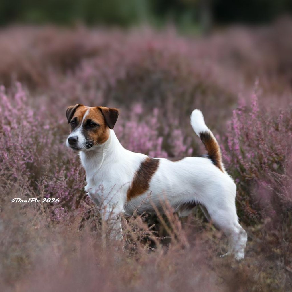 01-heide-staand-1024x1024