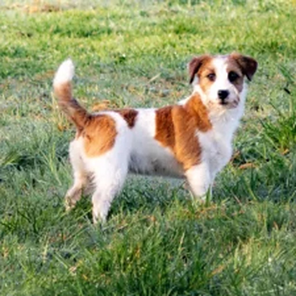 pup-in-het-gras-1024x1024