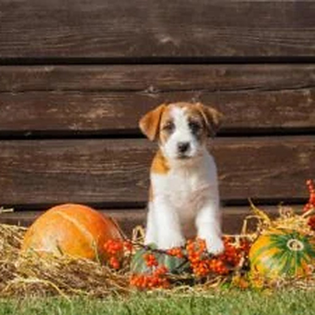 pup-pompoenen-1024x1024