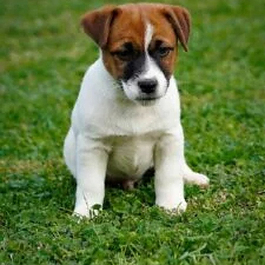 pup-zittend-gras-1024x1024