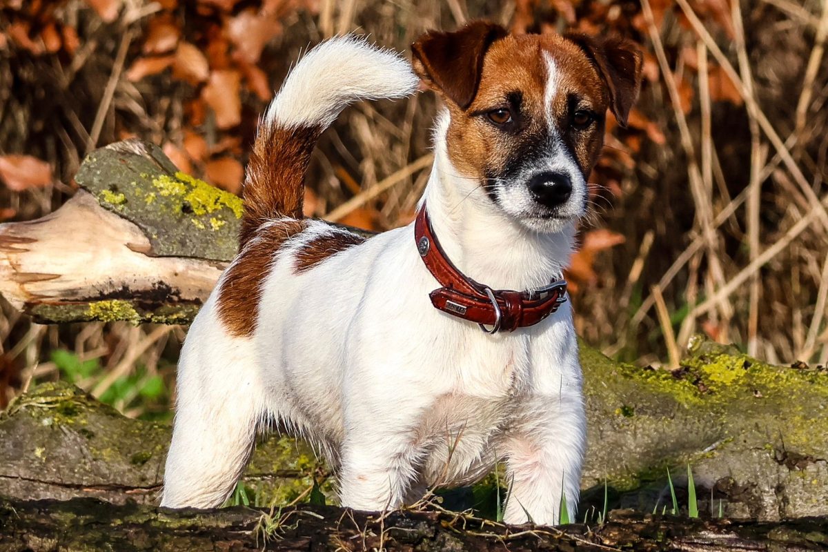 WhatsApp Image 2026-03-25 at 10.21.35 (1)